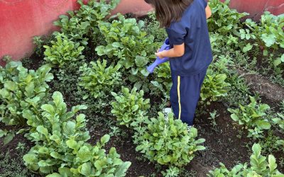 ¡Manos a la siembra!